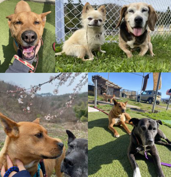 被災犬の2026年4月のようす。桜を見に行ったり、シバの上で日向ぼっこしてうとうとしたりニッコリ笑顔だったりしている写真