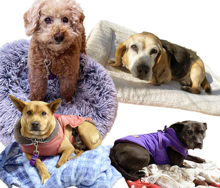 被災犬の2028年6月のようすノミ・ダニ・フィラリアの駆除薬や、かき氷を食べていたり、撫でられて幸せそうな表情をしている犬たち