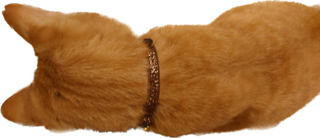 猫が茶色いラメの首輪をつけている。