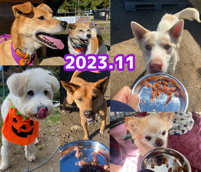被災犬の2023年11月のようすノミ・ダニ・フィラリアの駆除薬を食べている犬たち