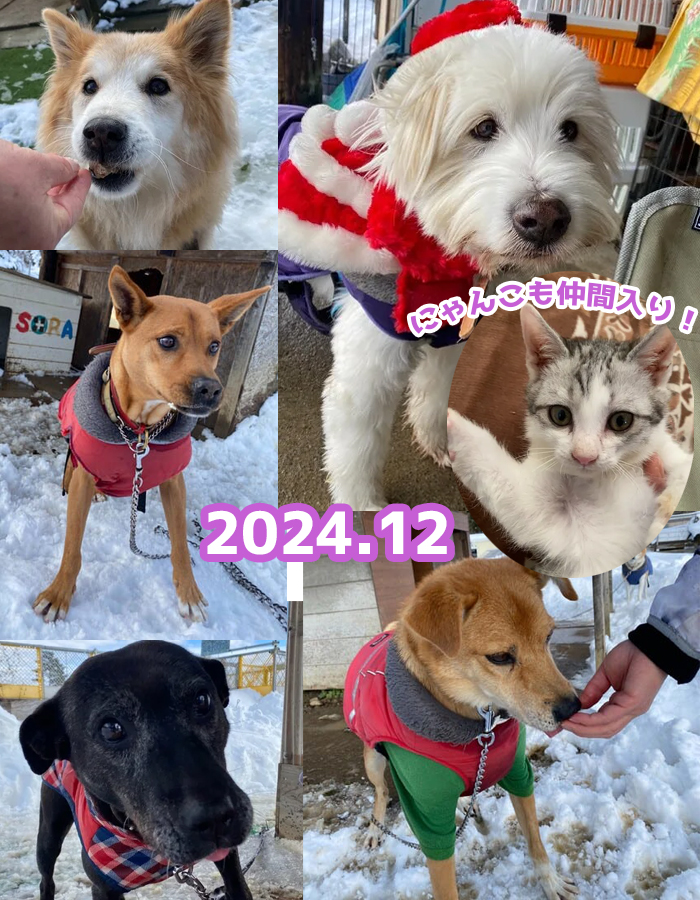 被災犬の2024年8月のようすノミ・ダニ・フィラリアの駆除薬を食べている犬たち