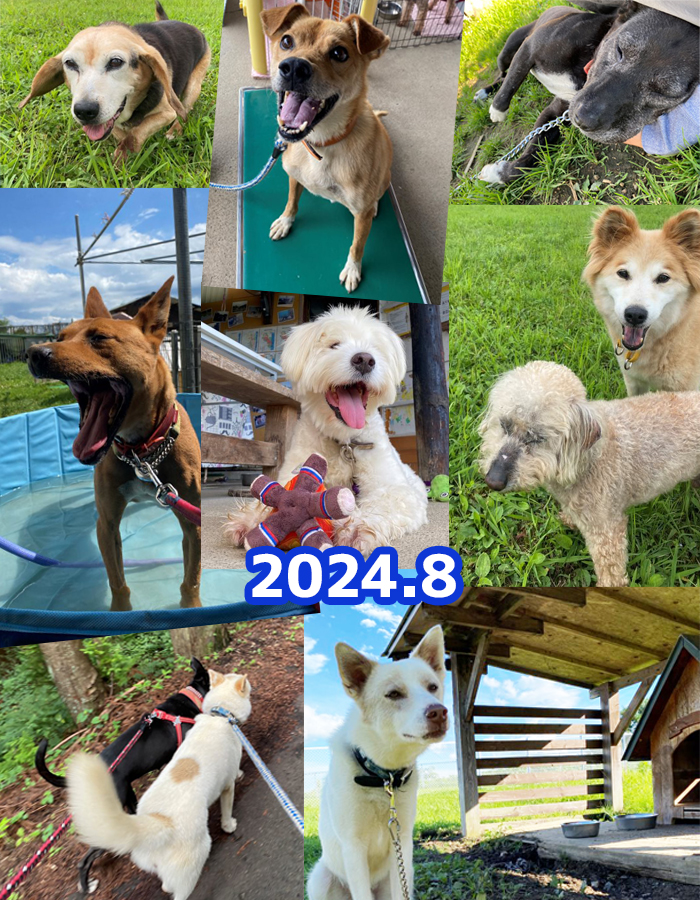 被災犬の2024年8月のようすノミ・ダニ・フィラリアの駆除薬を食べている犬たち