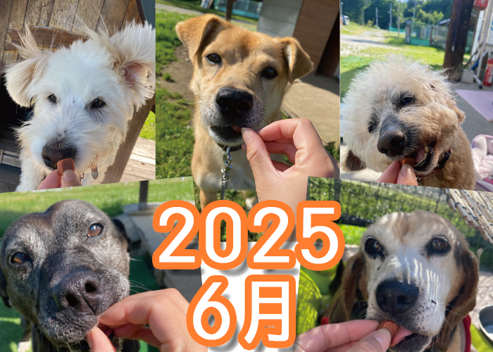 被災犬の2025年6月のようすノミ・ダニ・フィラリアの駆除薬を食べている犬たち