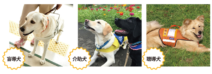 補助犬の写真