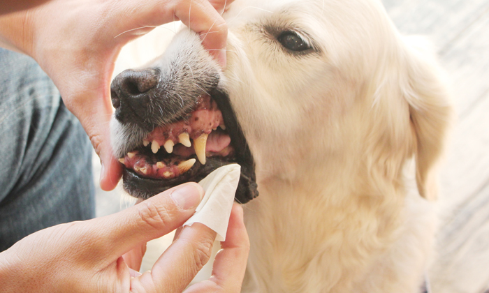 ゴールデンレトリーバーの歯石トルンによる歯磨きの写真