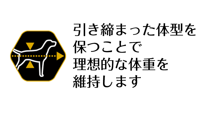 引き締まった体型を保つことで理想的な体重を維持