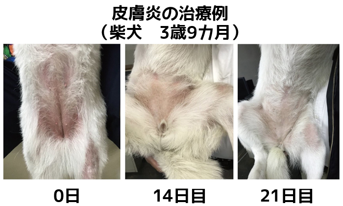 投与前と投与後の柴犬のお腹周りの比較写真