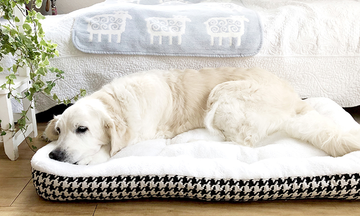 犬のモデルがベッドに寝ている。