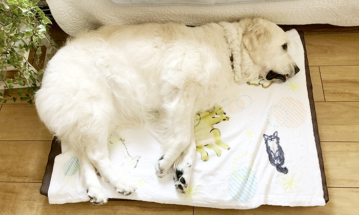 犬ベッドに敷いた写真
