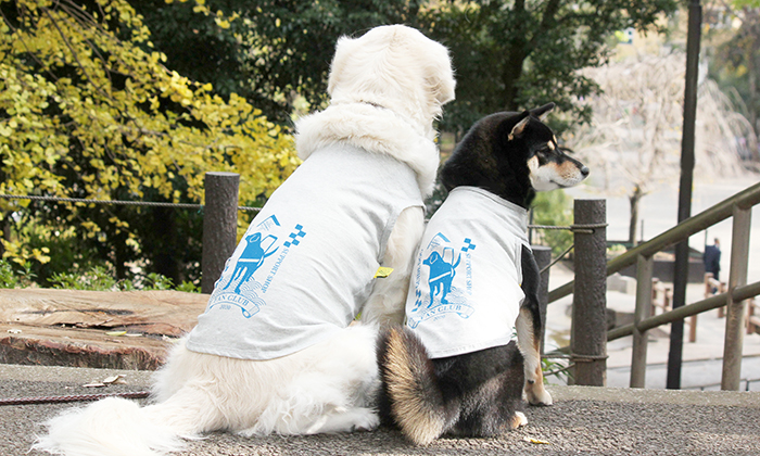 ファンクラブ犬用Tシャツを着て、並んで座っているゴールデンと柴犬