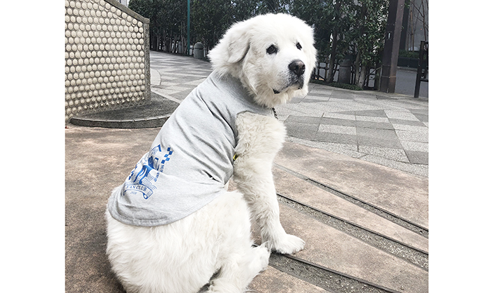 ファンクラブ犬用Tシャツを着たピレニーズ