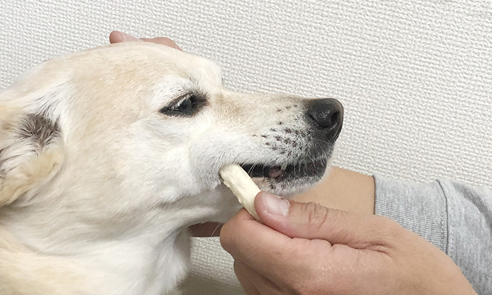 犬の口の横から入れたデンタルガムを飼い主が持ったまま、噛ませている写真