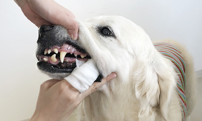 ゴールデンレトリバーの歯を掃除する写真