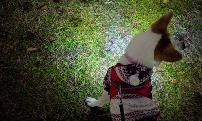 夜道でも犬の足下が光っている写真