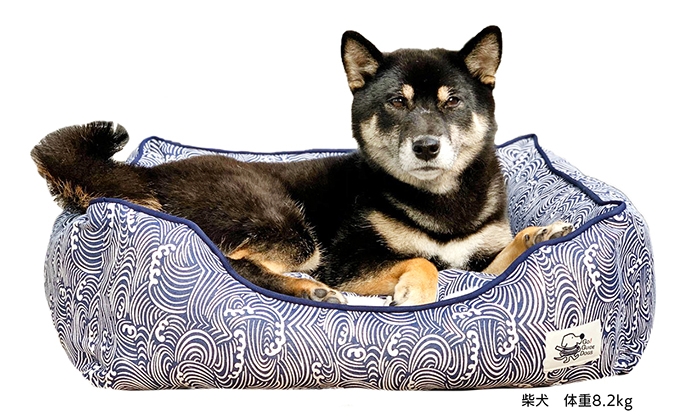 柴犬が寝ている写真