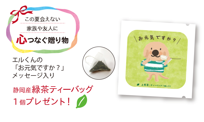 緑茶ティーバッグ写真