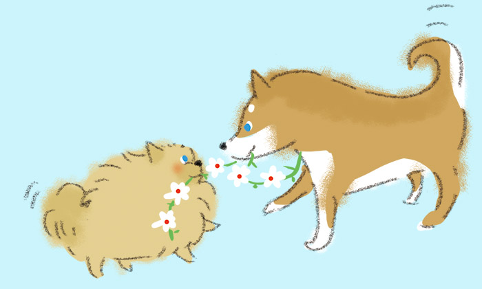 ポメラニアンと柴犬のイラスト