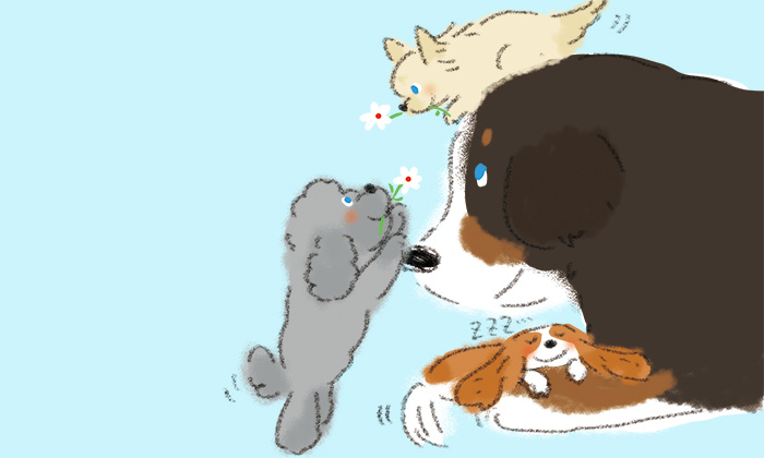 トイプー、チワワ、バーニーズのイラスト