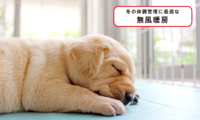 犬が昼寝している写真。冬の体調管理に最適な無風暖房。