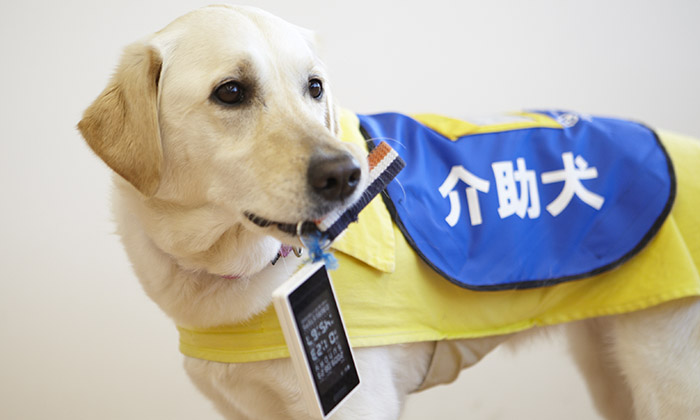 介助犬の写真