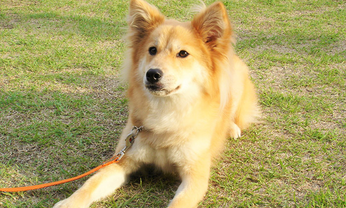 聴導犬の写真