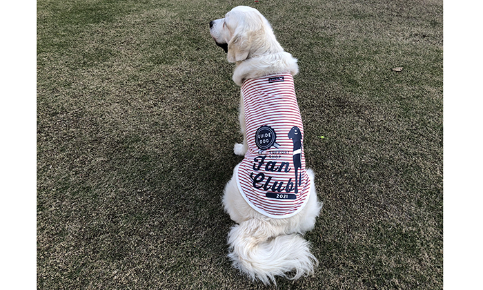 モデル犬の着用写真