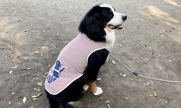 モデル犬の着用写真