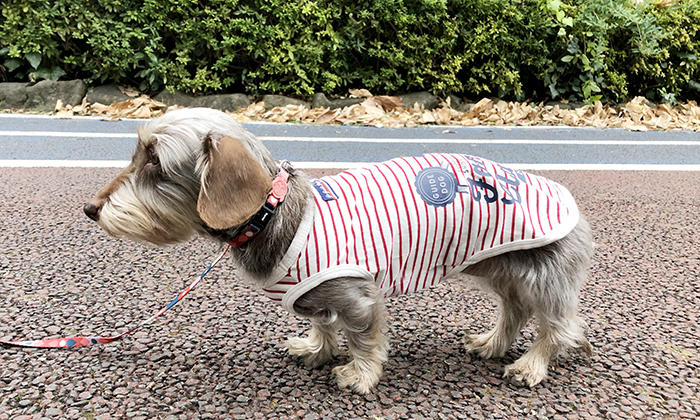 モデル犬の着用写真
