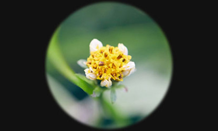 拡大された花のイメージ写真