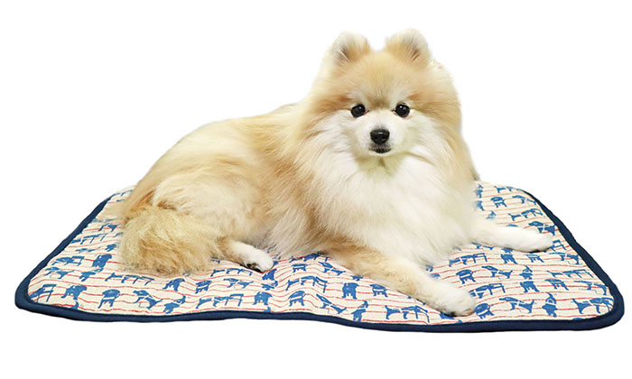 マットにいるモデル犬