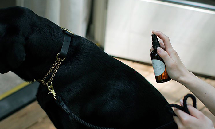 犬にスプレーする写真