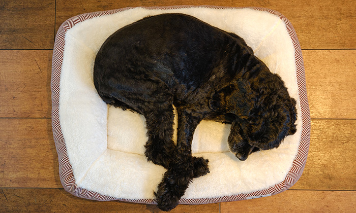 犬のモデルがベッドで寝ているところを上から撮った写真。