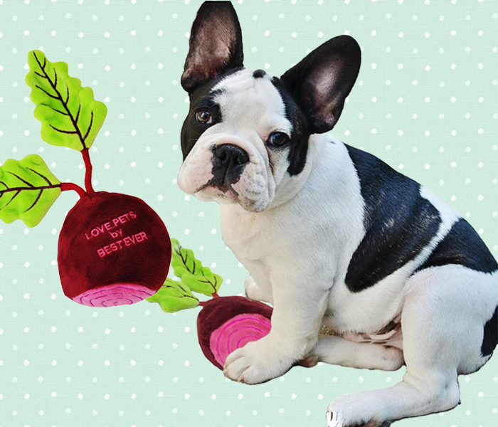 ビーツのおもちゃをフレンチブルが遊んでいる写真