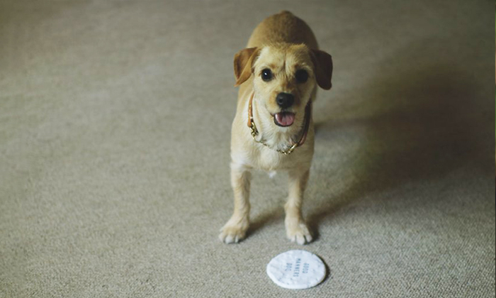 小型犬がこちらを遊んで欲しそうに見ている。小型犬の前にはSサイズの歯形が付いたディスクが置いてある。