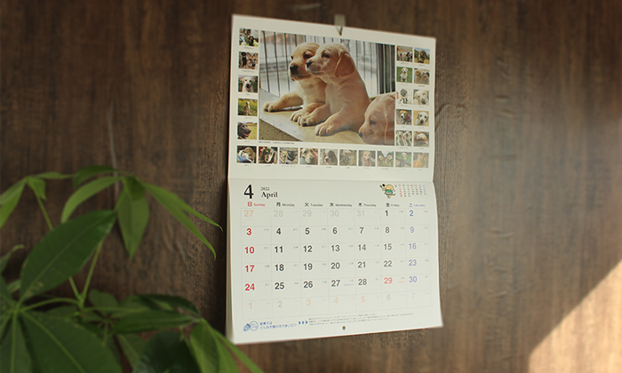 お部屋に飾られたカレンダーのイメージショットと。補助犬を応援するワンコとニャンコの写真。