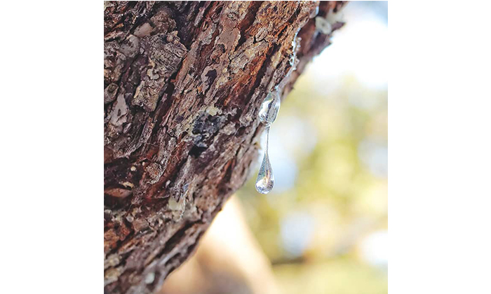 ハーブの木から滴るマスティック樹液