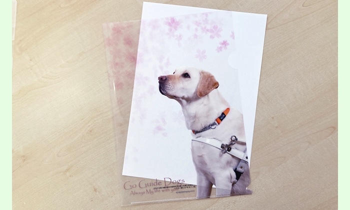 写真の盲導犬が左上から降ってくる桜の花びらを見ているクリアファイルの写真