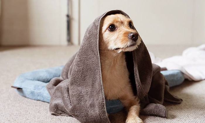 小型犬が頭からタオルを被っている。