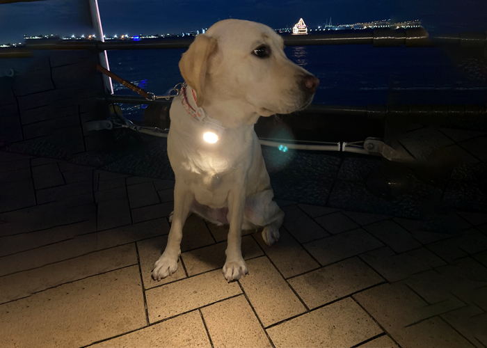 犬にライトを装着している写真