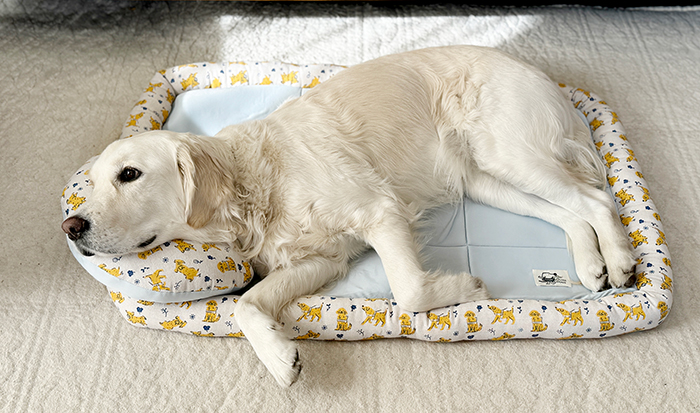 大型犬がイエローのLLサイズに乗っていて、同じシリーズのひんやり枕を使って眠っている写真