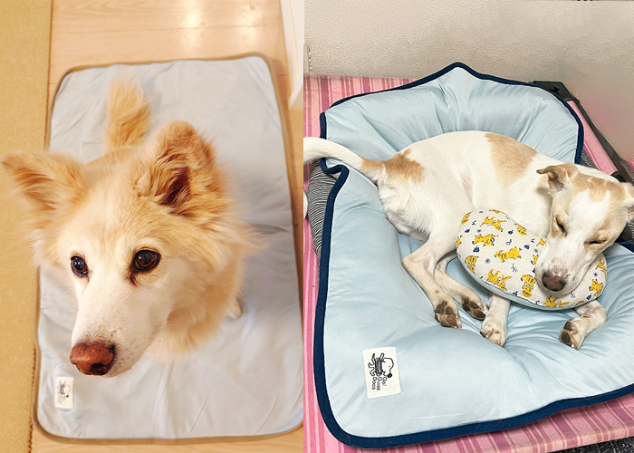 中型犬が冷触側に同じシリーズのひんやり枕を使って眠っている写真