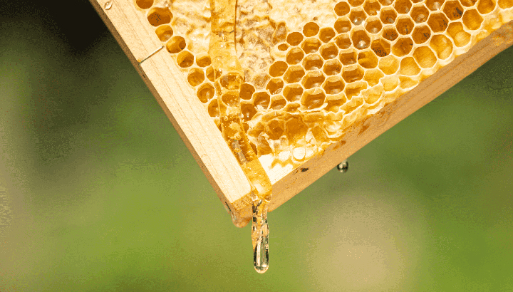 ハチの巣からはちみつが滴っている写真