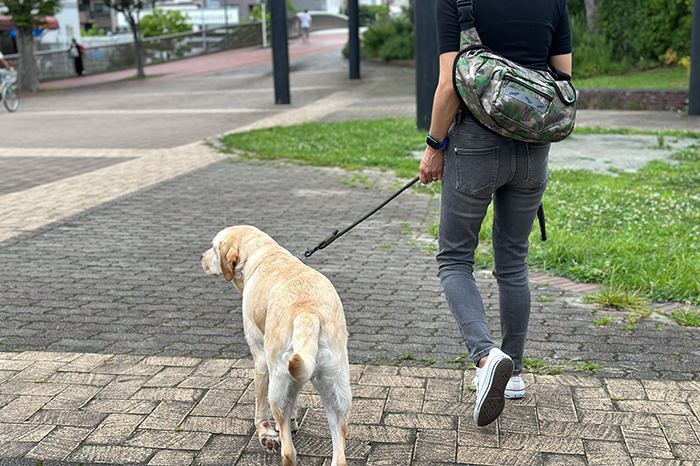 盲導犬カモフラ柄のバッグを背負い女性がラブラドールと散歩している写真