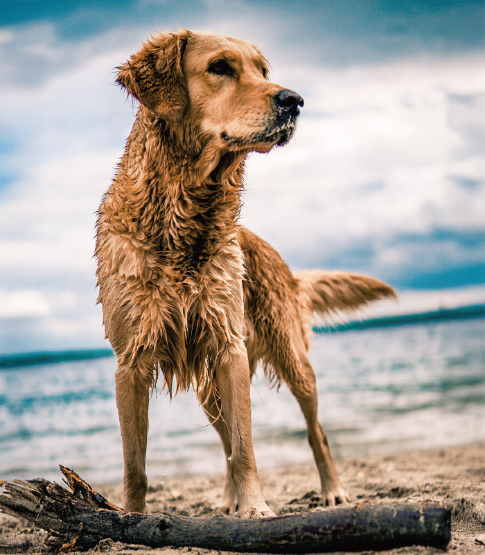 犬が浜辺にいる写真