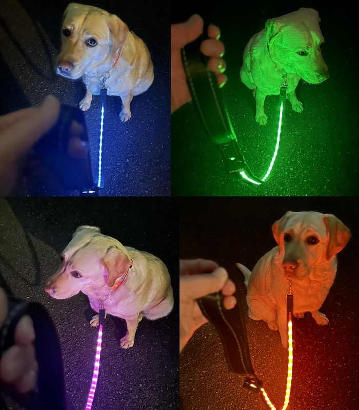 犬に４色のリードをそれぞれ着けた写真
