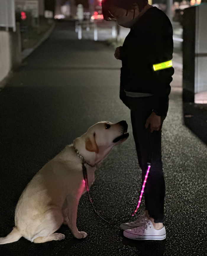 犬にはパープルのLEDリードを着け、人はLEDアームバンドを着けている写真