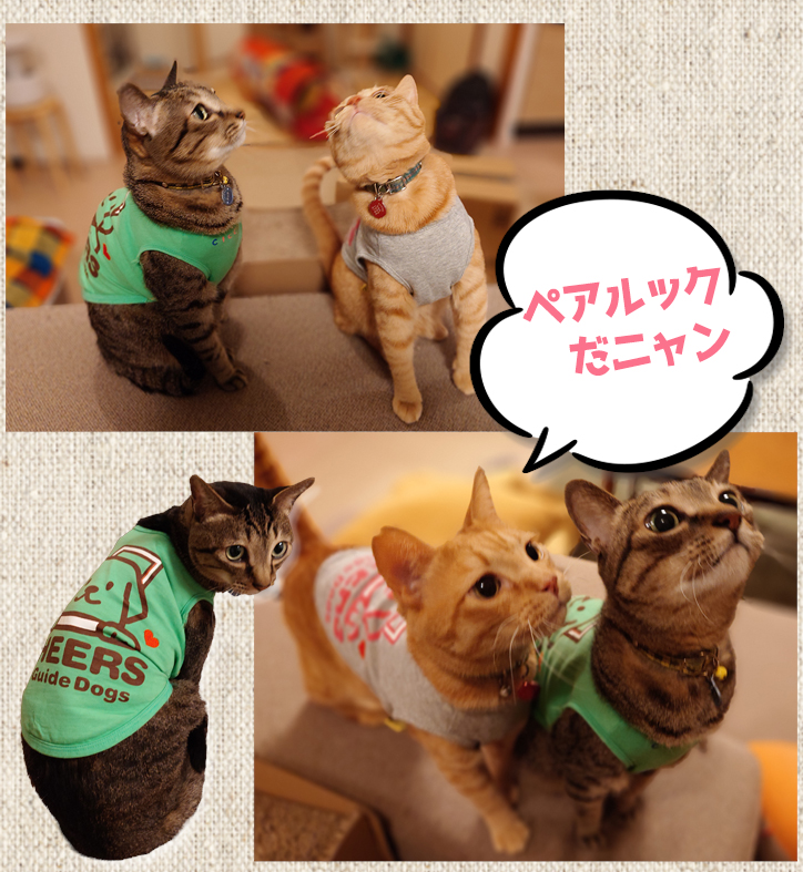 チワワからバーニーズサイズまで対応！