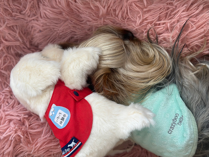 イエローラブのぬいぐるみが犬と一緒に寝ている写真
