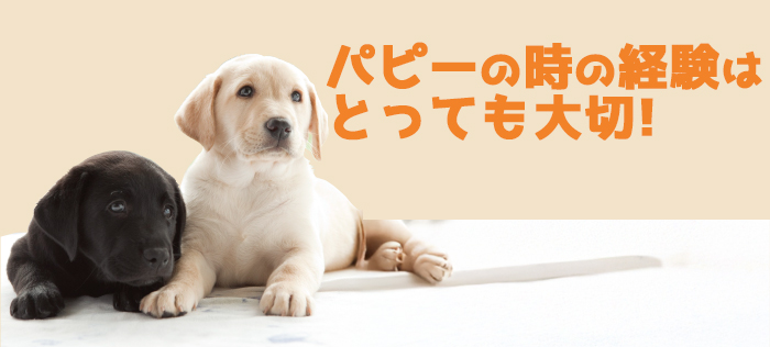 パピーの時の経験ってとっても大切