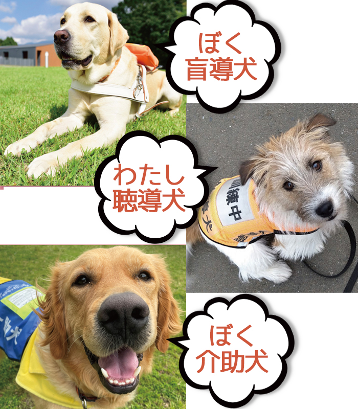 盲導犬、聴導犬、補助犬の写真